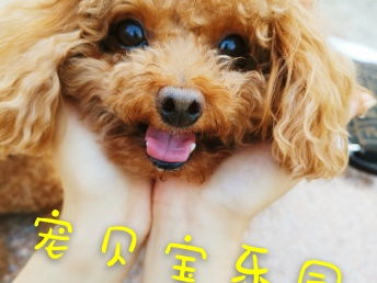 北京寵物寄養新選擇 小院單間、專屬護理，給愛寵一個溫暖的家